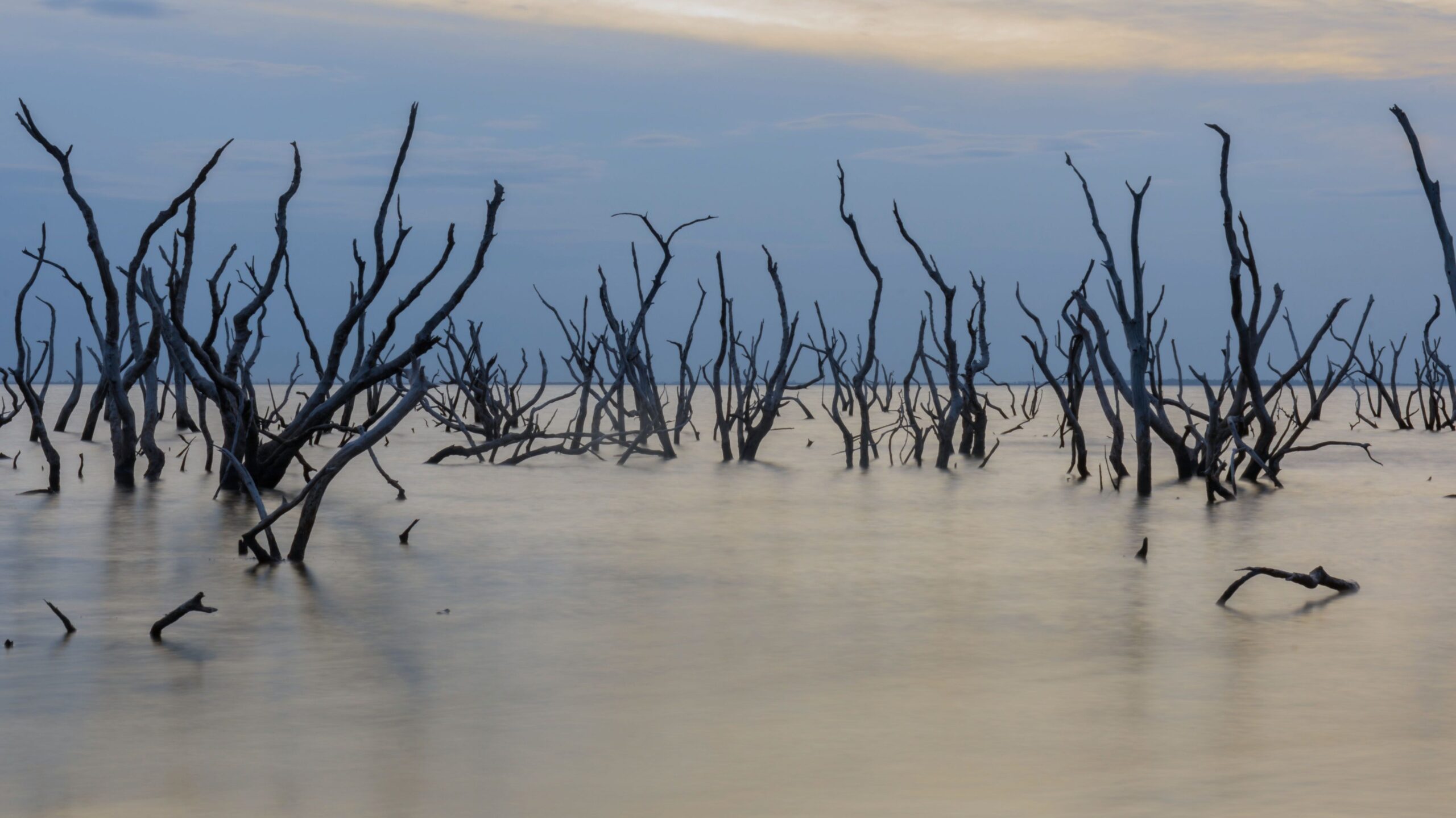 A beautiful scene of tree branches in a lake against a blue sky